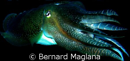 MR DAVY JONES/Just reminded me of that famous Pirates of ... by Bernard Maglana 